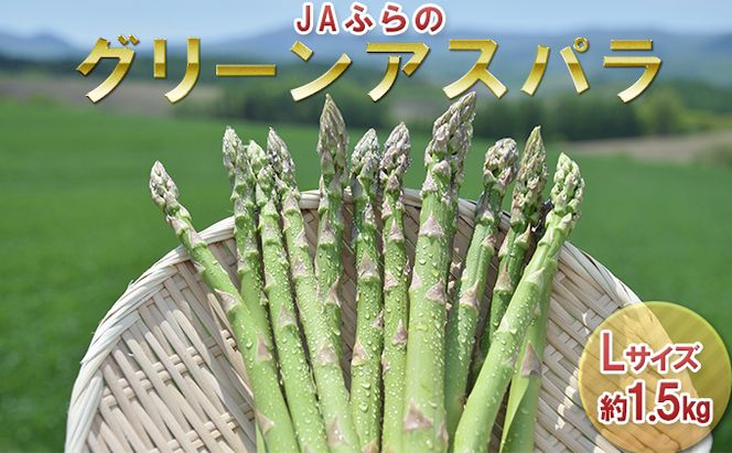 【2026年春発送】富良野産 グリーンアスパラ Lサイズ 約1.5kg アスパラ 野菜 アスパラガス