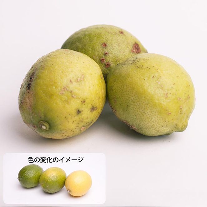 ＜9月より発送＞加工用 レモン10kg+250g（傷み補償分）【和歌山有田産】【防腐剤・WAX不使用、安心の国産レモン】【わけあり・訳ありレモン】 ※北海道・沖縄・離島への配送不可 ※2025年9月中旬～2026年4月下旬頃に順次発送予定