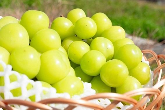 【2026年先行予約】【２回定期便】頬張る幸福感 ～緑の宝石・シャインマスカット～ 計２kg（1.0kg以上・2～3房を２回[9月上旬・下旬]お届け）※冷蔵発送※　シャイン シャインマスカット ぶどう 葡萄 ブドウ 定期便 ２回 果物 くだもの フルーツ 山梨 やまなし 富士川町 シャインだけ シャインマスカットだけ