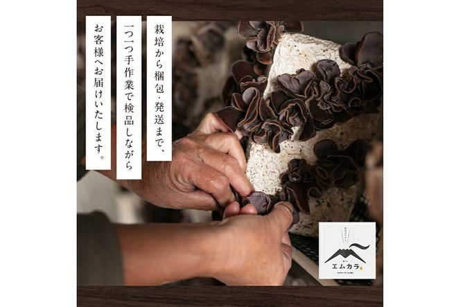 a769 国産乾燥きくらげ計120g(40g×3袋)【姶良のアグリM～】国産 きのこ キノコ 茸 野菜キクラゲ きくらげ 木耳 乾燥 天日干し 小分け 常温保存 セット 化粧箱 ギフト箱