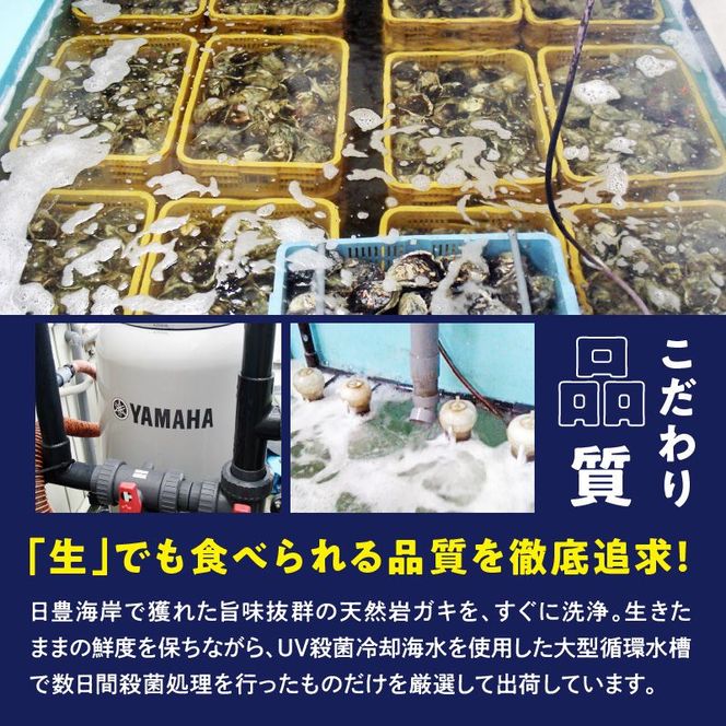 延岡産天然岩牡蠣（生食用）3kg（大）（2026年4月15日から発送開始） N036-YZA527