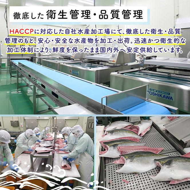 ブリの切り身(真空パック・約1kg) 国産 鹿児島県産 ブリ 鰤 魚貝 魚介 海産物 焼き魚 煮つけ ブリカツ 真空 【株式会社島水】akn102-03