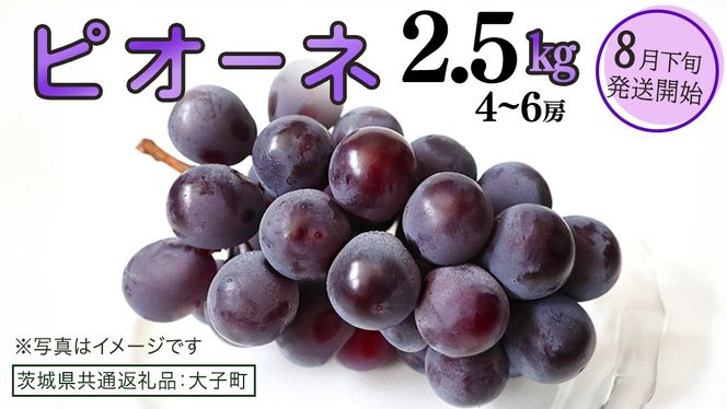 ピオーネ 2.5kg (4～6房)【2026年8月下旬発送開始】(茨城県共通返礼品：大子町) ブドウ ぶどう 葡萄 ピオーネ 果物 フルーツ 果実