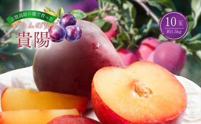 【2026年発送】志賀高原の麓で育った プラム 貴陽大玉10玉約1.5kg プラム すもも フルーツ 果物 長野