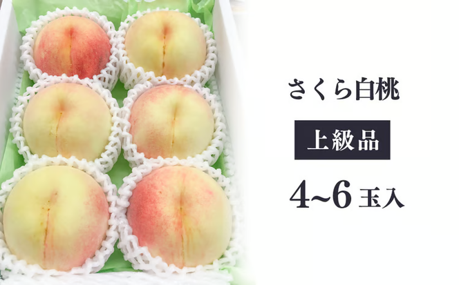 【2026年先行予約】さくら白桃（上級品）4-6玉入 (岡山県産)【KF-A010-02】
