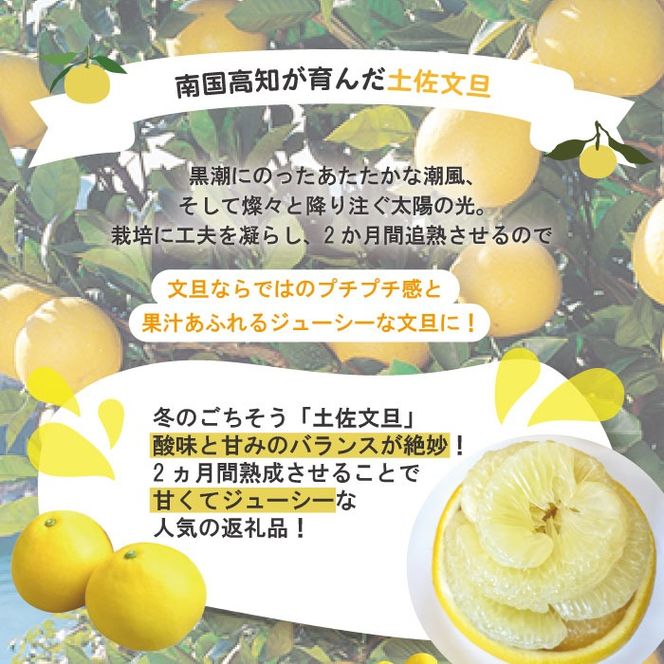 【早期受付・数量限定】熟成の土佐文旦5kg 家庭用 予約 先行受付 大人気 リピーター フルーツ 果物 旬 文旦 ぶんたん ブンタン 土佐文旦 柑橘 オススメ 四万十 しまんと 高知 産地直送 農家直送 【2026年2月下旬より発送】R7-551