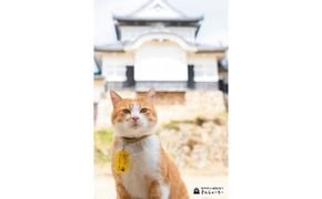 備中松山城 猫 城主『さんじゅーろー』ポストカード 10枚セット 雑貨 文房具 猫グッズ 