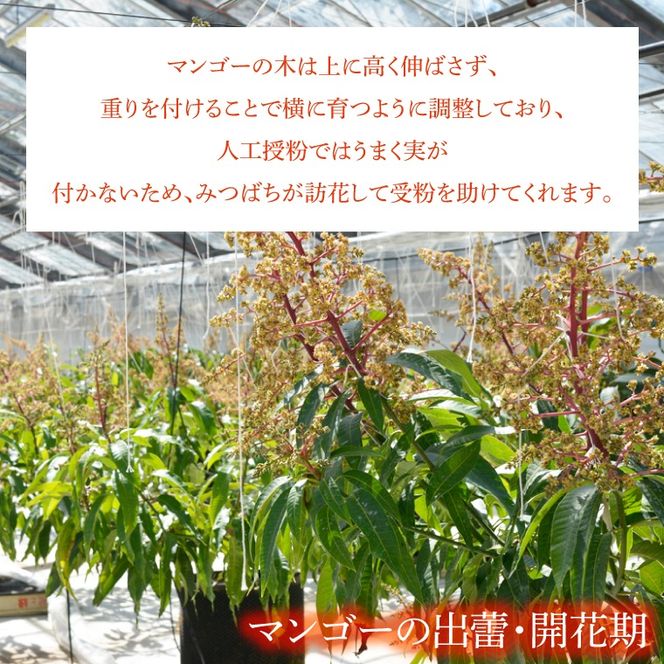 【先行予約】【数量限定】益恋 マンゴー 約1kg（2～3玉）| 7月中旬より順次発送 マンゴー フルーツ 果物 新鮮 旬 益子町産 (CA005)