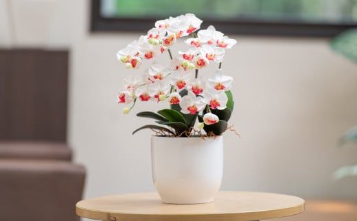 光触媒胡蝶蘭「円(まどか)」白赤 B-1054