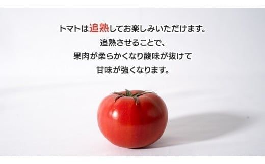 日本野菜ソムリエ協会開発 ドレたれセット！ スーパーフルーツトマト 中箱 約1.2kg × 1箱 【 大玉 12～15玉/1箱】 2026年産
 糖度9度 以上 ドレッシング たれ とまと トマト フルーツトマト 野菜 セット [AF112ci]