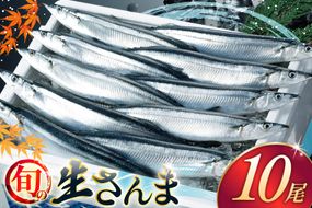 【期間限定発送】 生 さんま 10尾 [阿部長商店 宮城県 気仙沼市 20565760] 魚 サンマ 秋刀魚 生鮮 鮮魚 季節限定