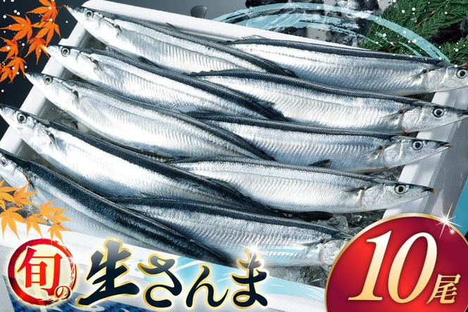 【期間限定発送】 生 さんま 10尾 [阿部長商店 宮城県 気仙沼市 20565760] 魚 サンマ 秋刀魚 生鮮 鮮魚 季節限定