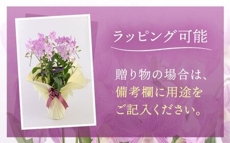 【 30セット 限定 】 デンファレ （ 洋蘭 ） 5本 立ち《糸島》【和饗エコファーム株式会社】 蘭 洋蘭 デンファレ 花 インテリア お祝い 贈り物 [AVI003]