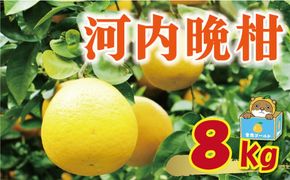 訳あり 河内晩柑 8kg 7000円 みかん かわちばんかん 愛南ゴールド あいなん ゴールド 美生柑 文旦 グレープフルーツ 和製 家庭用 産地直送 国産 農家直送 期間限定 数量限定 ビタミン 特産品 ゼリー ジュース 人気 限定 さわやか 甘い フルーツ 果物 柑橘 蜜柑 規格外 愛媛県 愛南町 塚岡農園