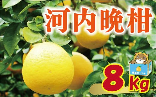 訳あり 河内晩柑 8kg 7000円 みかん かわちばんかん 愛南ゴールド あいなん ゴールド 美生柑 文旦 グレープフルーツ 和製 家庭用 産地直送 国産 農家直送 期間限定 数量限定 ビタミン 特産品 ゼリー ジュース 人気 限定 さわやか 甘い フルーツ 果物 柑橘 蜜柑 規格外 愛媛県 愛南町 塚岡農園
