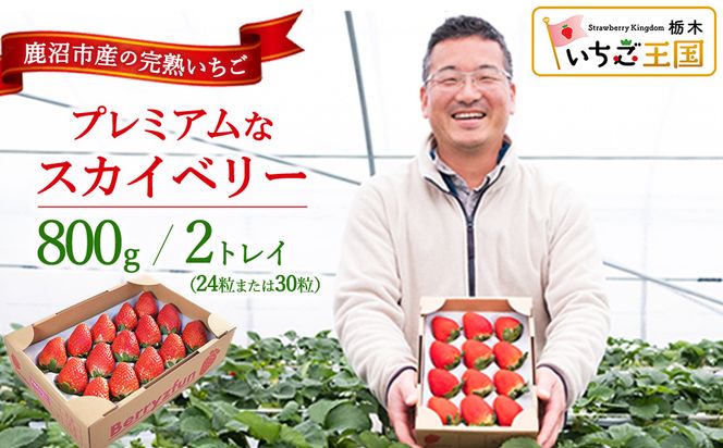 プレミアムな完熟スカイベリー（24粒または30粒）2トレイ800g 【先行予約/数量限定】| 栃木県 鹿沼市 産地直送 旬 いちご こだわり 高級品 贈答用 イチゴ 苺 果物 フルーツ 期間限定 ※2026年12月～発送