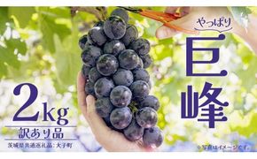 【 訳あり 】 巨峰 2kg 【2026年10月上旬発送開始】(茨城県共通返礼品：大子町) ぶどう 葡萄 ブドウ フルーツ 果物 スイーツ わけあり ワケあり ご自宅用 ご家庭用 自分用
