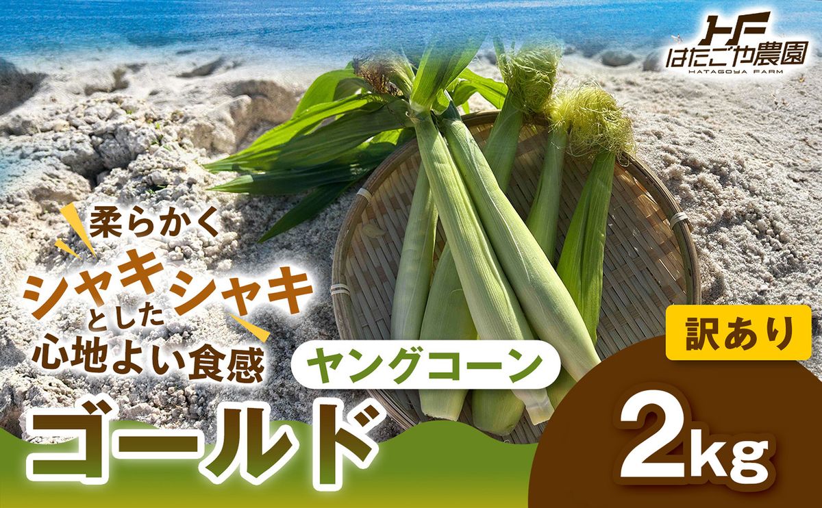 [ご家庭用におすすめ]訳アリ 潮風ベイビー 2kg ヤングコーン ゴールド ベビーコーン グリル 付け合わせ野菜 BBQ 焼き野菜 和歌山県 白浜町 304018_ET12