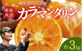 【先行予約】石本果樹園の美味しい カラ・マンダリン 約3kg 約20～25玉前後【2027年4月中旬から5月中旬に順次発送予定】 / みかん フルーツ くだもの 果物 先行予約 カラマンダリン【min007B】