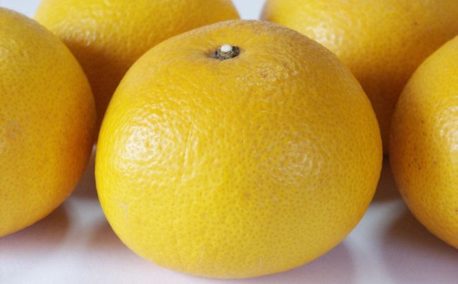 こだわりの和歌山有田産木成り熟成さつき八朔約7.5Kg(M～２Lサイズおまかせ) ★2026年3月下旬頃より順次発送 BZ039