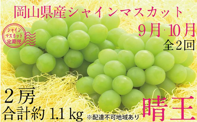 ぶどう 2026年 先行予約 9月・10月発送 シャイン マスカット 晴王 2房（合計約1.1kg） ブドウ 葡萄  岡山県産 国産 フルーツ 果物 ギフト 
