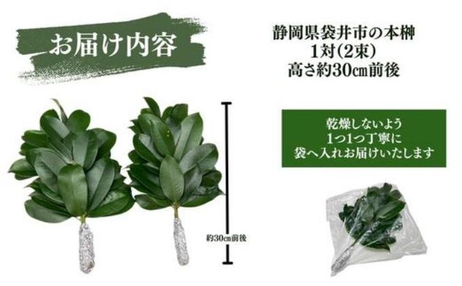 袋井市　出世榊　本榊　純国産　1対（2束）定期便3ヶ月※1日交換に間に合うように配送　榊 さかき サカキ 神棚 お供え 国内産 日持ち 大きい 艶やか 静岡県