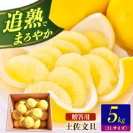 【先行予約】土佐文旦の創始 宮地文旦園の土佐文旦 贈答用3L 大玉 約5キロ 7～9個入り 5kg〈2027年3月上旬～4月下旬〉 ぶんたん ブンタン フルーツ 柑橘 みかん 果物 くだもの 柑橘類 デザート プレゼント ギフト 高知県 土佐市【宮地文旦園】[BQBP003]
