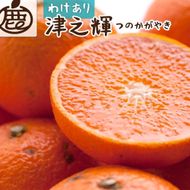 ［先行予約］家庭用 津之輝1kg+250g（傷み補償分）［訳あり］［つのかがやき］［せとかに似た柑橘］［IKE57］ 303446_BB97380