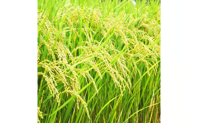 令和7年産 早炊 玄米 きぬむすめ 2kg×4袋 岡山県産　お米 国内産 ご飯 おにぎり お弁当 和食 国産 産地直送 玄米食 玄米の栄養素[№5735-1858]