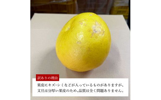 【先行予約】 訳あり 嬉龍の土佐文旦 約5キロ 2L～4Lサイズ 〈2027年1月中旬〜発送〉文旦 ぶんたん ブンタン 柑橘 フルーツ 果物 わけあり わけアリ 傷 シミ 美味しい 高知県産【嬉龍】