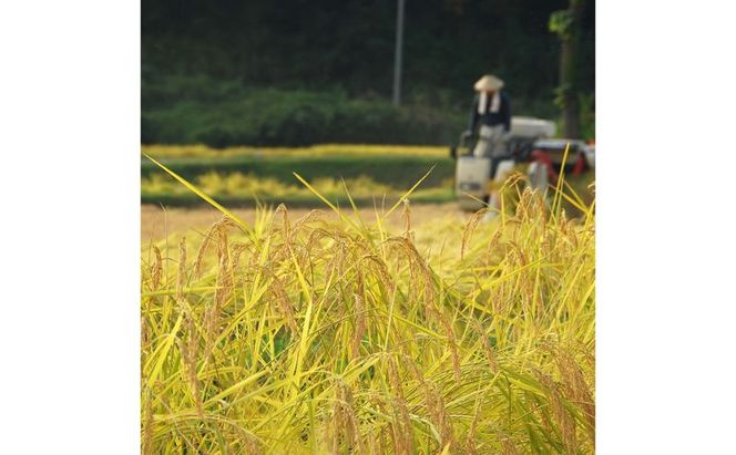 無洗米魚沼十日町コシヒカリ6kg お米 おこめ こめ 白米 こしひかり 新潟 