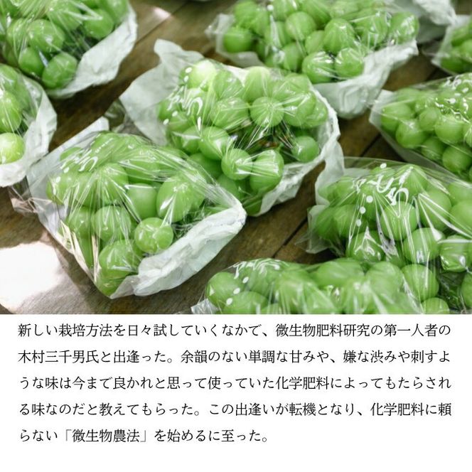 マスカット・ジパング 1房（1kg以上）内田農園 岡山県 瀬戸内市 邑久町産 葡萄 ぶどう 2026年【配達不可：北海道・沖縄・離島】