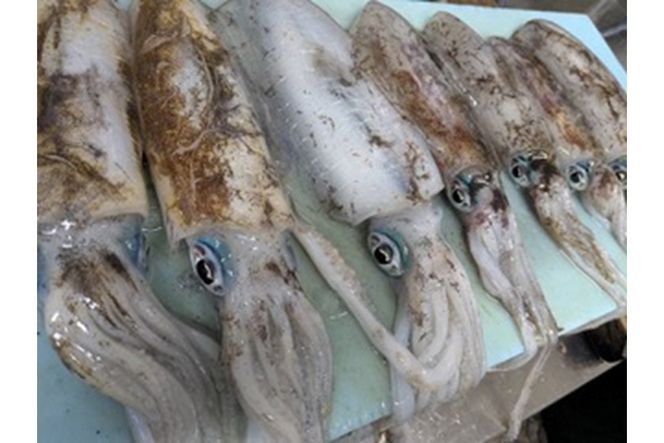 京都・久美浜産 アオリイカの姿造り　EK00012