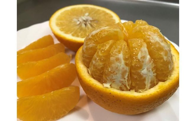 1・4月発送 全2回 定期便 はっさく マニア 貯蔵 ＆ 木成完熟 傷あり 二級品 4 ～ 6玉 手さげ箱 和歌山 有田 南泰園 BS184