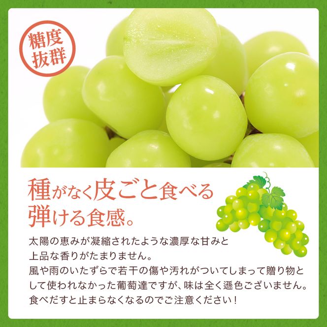 ぶどう 2026年 先行予約 ご家庭用 シャイン マスカット 約2kg 糖度抜群！ 【9月上旬～順次発送分】 ブドウ 葡萄  岡山県産 国産 フルーツ 果物 果物類 