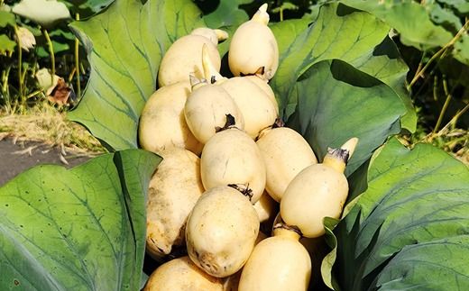 こだわりのレンコン4kg ｜ ギフト 産地直送 茨城県 土浦市産 れんこん 蓮根 シャキシャキ 甘み 送料無料 ※離島への配送不可 ※2025年9月上旬頃より順次発送予定