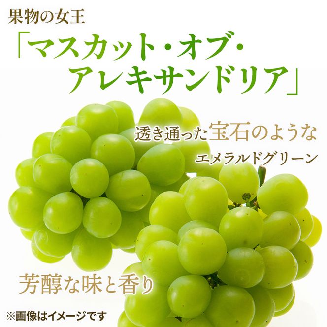 ぶどう 2026年 先行予約 マスカット ・オブ・アレキサンドリア 約600g×1房 ブドウ 葡萄  岡山県産 国産 フルーツ 果物 ギフト 岡山のブドウ デザート 食べ物 日本産 