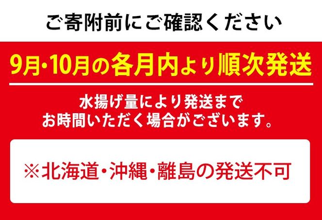 【0301102b】＜定期便・全2回(9月・10月)＞「秋の鮮魚BOX」朝獲れ発送！鮮魚問屋が厳選したおまかせ鮮魚(約2kg程度×2回)魚 魚介類 鮮魚 海鮮 詰め合わせ セット 刺身 天ぷら 煮つけ 塩焼き【江川商店】