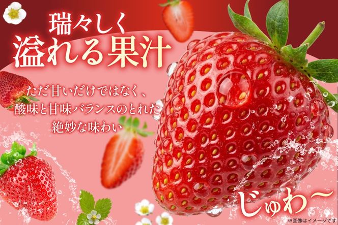 【期間限定発送】 いちご 春の苺 あまおう 4パック [南国フルーツ 福岡県 筑紫野市 21760096] いちご 苺 イチゴ フルーツ 果物 期間限定 季節限定 福岡県産 甘い 