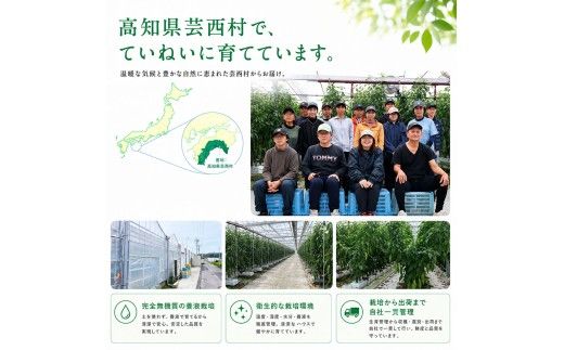 ピーマン 3kg P.SUKE（ピースケ）野菜 新鮮 みずみずしい 肉厚 料理 サラダ スティック野菜 野菜炒め 肉詰め 青椒肉絲 高知県 芸西村