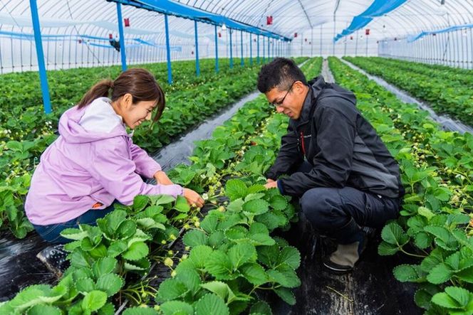 特別栽培特選あまおう800g【うるう農園】_HA1970