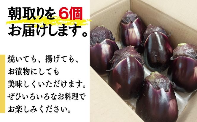 005A759o 【お歳暮対応】泉州 泉佐野市産 ハウス水なす 6個【茄子 泉佐野産 とれたて 新鮮野菜 やさい 高評価】