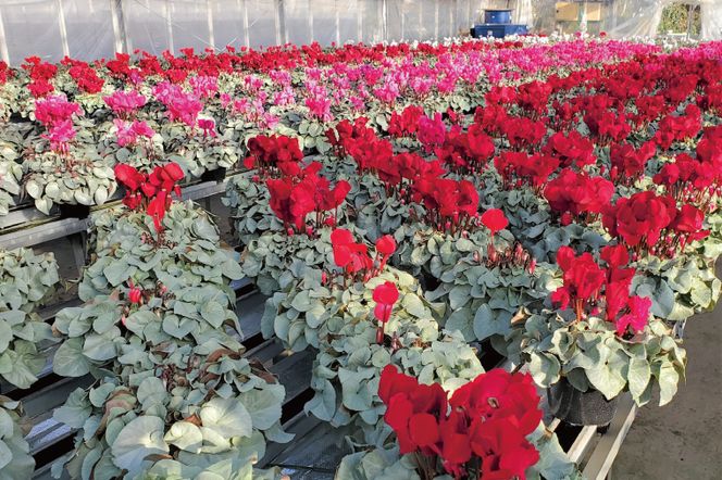 【先行予約】【長谷川園芸】オリジナル品種 シクラメン プラチナリーフ ５寸 バイオレット【冬のギフト  フラワーギフト クリスマス 鉢花】 (AT104)