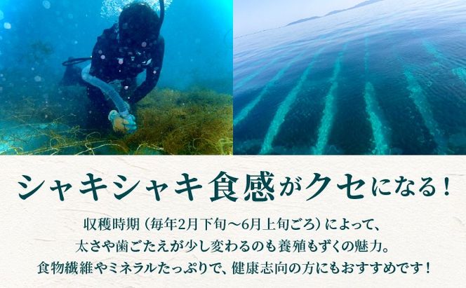 石垣島産・塩もずく（業務用一斗缶・18kg）