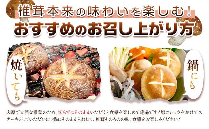 【先行予約】しいたけ 椎茸 生椎茸 1kg 荒木農産《11月上旬-3月中旬頃出荷》熊本 御船 原木椎茸 送料無料---mifune_arn_2_1kg---