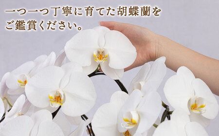 大輪 胡蝶蘭 ( 白 / 5本立ち ) 糸島市 / 平野園芸 花 生花 [AMI001] 胡蝶蘭 蘭 生花 花 ギフト 贈り物 お祝い 大輪 白 ギフト 祝 開店祝い