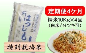 定期便 4カ月【 令和8年産 】毎月  精米 10kg（ 白米 /7分/ 5分 ツキ可）【 ハツシモ 】玄米は別に出品