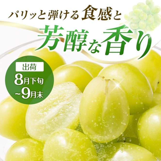 【定期便・全2回】完熟マンゴーとシャインマスカット定期便（マンゴー 完熟マンゴー アップルマンゴー ブドウ ぶどう マスカット 定期便）