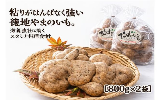 D537徳地やまのいも800g袋(ご家庭用)×2袋