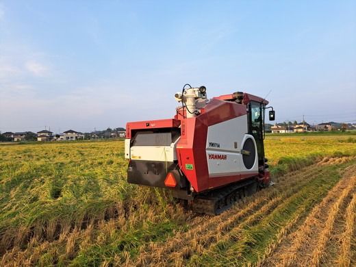 令和7年産 コシヒカリ5kg 玄米 常総市産